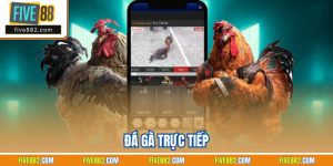 Đá Gà Trực Tiếp – Chọi Kê Đặc Sắc Tại Nhà Cái Five88