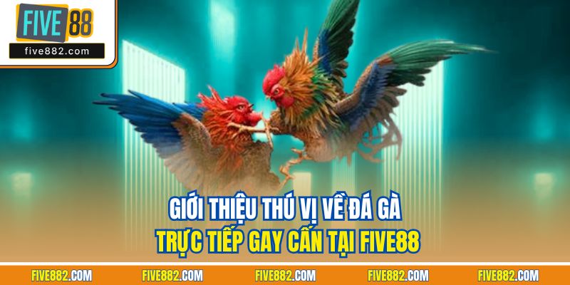 Giới thiệu thú vị về đá gà trực tiếp gay cấn tại Five88