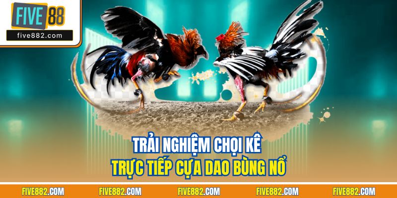 Trải nghiệm chọi kê trực tiếp cựa dao bùng nổ
